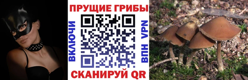 Псилоцибиновые грибы Psilocybine cubensis  продажа наркотиков  Катав-Ивановск 